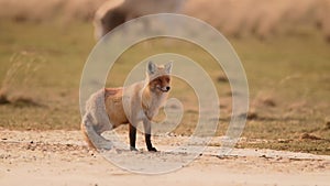 Red fox or Vulpes vulpes portrait in winter. 4K slow motion 120 fps