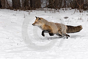 Red Fox Vulpes vulpes Pounces Left Through Snow Winter