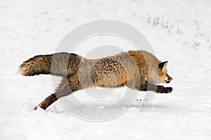 Red Fox Vulpes vulpes Pounces Right Through Snow Winter