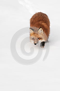 Red Fox (Vulpes vulpes) Prowl Copy Space Bottom