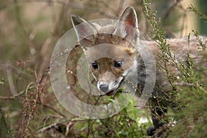 Red Fox, vulpes vulpes, Pup emerging from Vegetation, Normandy