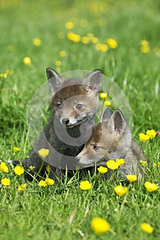 Red Fox, vulpes vulpes, Pup with Flowers, Normandy