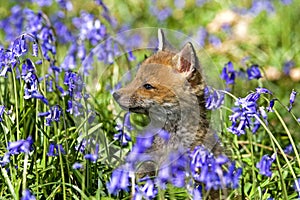 Red Fox, vulpes vulpes, Pup with Flowers, Normandy