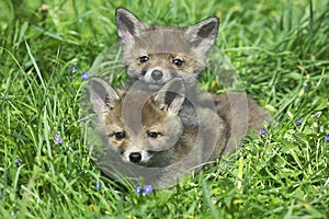 Red Fox, vulpes vulpes, Pup Laying on Grass, Normandy