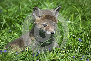 Red Fox, vulpes vulpes, Pup sitting in Flowers, Normandy