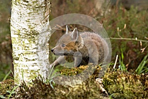 Red Fox, vulpes vulpes, Pup smelling Tree Trunk, Normandy