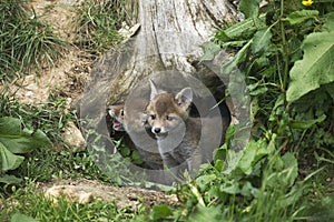 Red Fox, vulpes vulpes, Pup standing at Den Entrance, Normandy