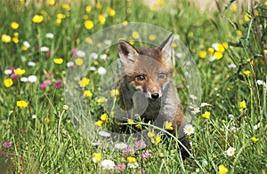 RED FOX vulpes vulpes, PUP STANDING IN FLOWERS