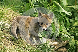 Red Fox, vulpes vulpes, Pup standing on Grass, Normandy