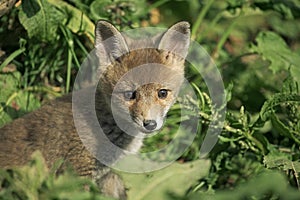 Red Fox, vulpes vulpes, Pup standing on Grass, Normandy