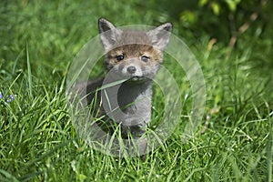 Red Fox, vulpes vulpes, Pup standing in Long Grass, Normandy