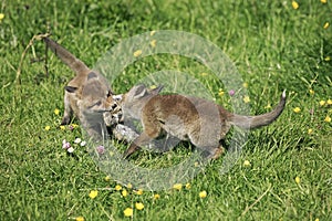 Red Fox, vulpes vulpes, Pup with Wild Rabbit in mouth, Normandy