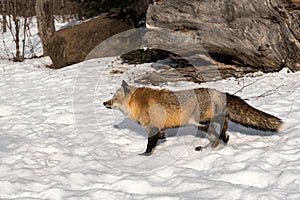 Red Fox Vulpes vulpes Quickly Steps Left Through Snow Winter