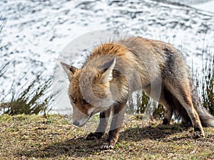 Red fox (Vulpes vulpes) ready to hunt