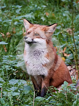 Red fox Vulpes vulpes
