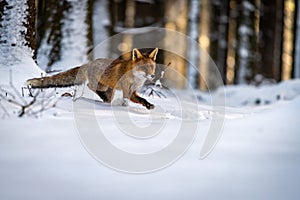 Red Fox Vulpes Vulpes running in forest covered with snow