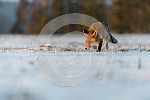 Red Fox (Vulpes Vulpes) running on a meadow covered with snow