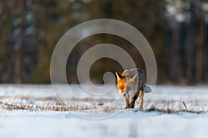 Red Fox Vulpes Vulpes running on a meadow covered with snow