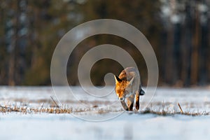 Red Fox Vulpes Vulpes running on a meadow covered with snow