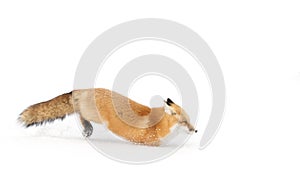 Red fox (Vulpes vulpes) with a bushy tail isolated on white background hunting in the freshly fallen snow in Algonquin