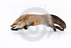 Red Fox Vulpes vulpes Runs Left One Paw in Snow