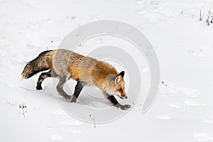 Red Fox (Vulpes vulpes) Runs Right Nose Down Ears Up Winter