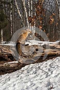 Red Fox Vulpes vulpes Scent Marks Log Winter