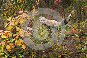 Red Fox Vulpes vulpes Scent Marks Spot Autumn