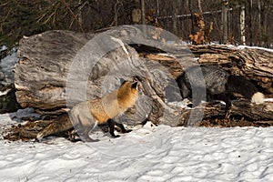 Red Fox Vulpes vulpes and Silver Examine Log Winter