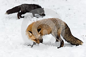 Red Fox Vulpes vulpes and Silver Fox Sniff In Snow Winter