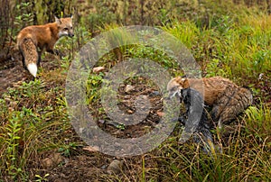 Red Fox Vulpes vulpes and Silver Fox Squabble While Third Watches Autumn