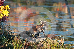 Red Fox (Vulpes vulpes) Sits in Dappled Light