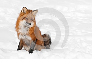 Red Fox (Vulpes vulpes) Sits Peacefully in Snow - Copy space rig