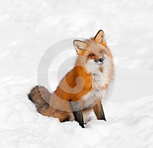 Red Fox (Vulpes vulpes) Sits in Snow with Cocked Head photo