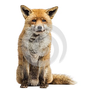 Red fox, Vulpes vulpes, sitting