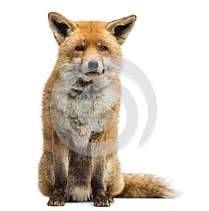 Red fox, Vulpes vulpes, sitting photo