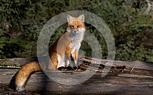 Red fox Vulpes vulpes sitting on a log in Algonquin Park in autumn in Canada photo