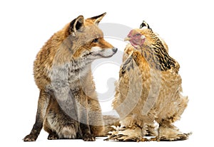 Red fox, Vulpes vulpes, sitting next to a Hen, looking at each photo