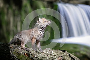 Red fox, vulpes vulpes, small young cub in forest on waterfall background. Cute little wild predators in natural environment
