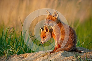 Red fox, vulpes vulpes, small young cubs near den curiously watching around.