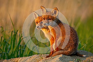 Red fox, vulpes vulpes, small young cubs near den curiously weatching around.