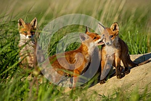 Red fox, vulpes vulpes, small young cubs near den playing.