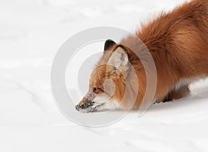 Red Fox (Vulpes vulpes) Sniff