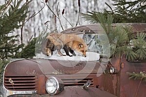 Red Fox (Vulpes vulpes) Sniffs At Old Truck Hood Winter