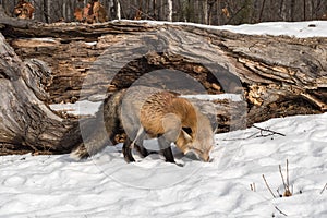 Red Fox Vulpes vulpes Sniffs in Snow in Front of Log Winter