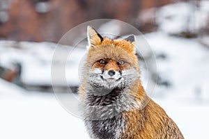 Red fox (Vulpes vulpes) in the snow