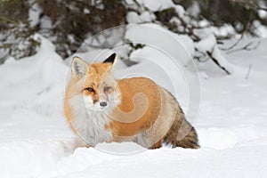 Red fox (Vulpes vulpes) with a bushy tail isolated on white background hunting in the freshly fallen snow in Algonquin