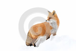 Red fox (Vulpes vulpes) with a bushy tail isolated on white background hunting in the freshly fallen snow in Algonquin