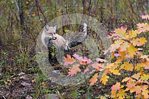 Red Fox Vulpes vulpes Squats to Scent Mark Autumn