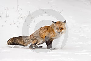 Red Fox Vulpes vulpes Squats to Urinate Scent Marking Snow Winter